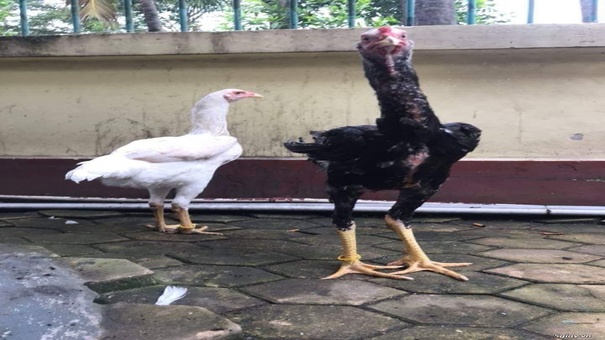 Giống gà Nam Mỹ một loài gà có xuất xứ từ Brazil. Nó được phát triển của một công trình nghiên cứu lớn từ Brazil.