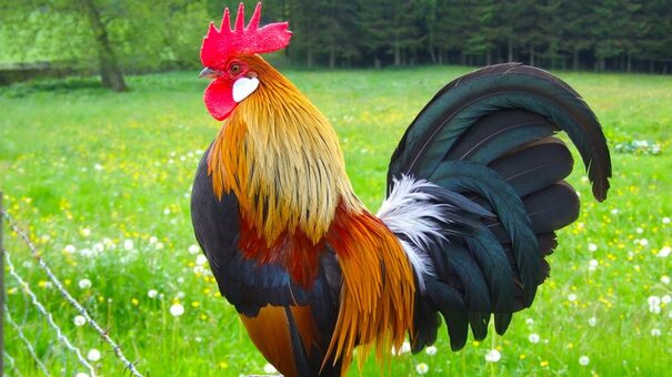 Gà mồng vua là giống gà được nuôi phổ biến để làm thịt hoặc sử dụng để mang đi đá gà