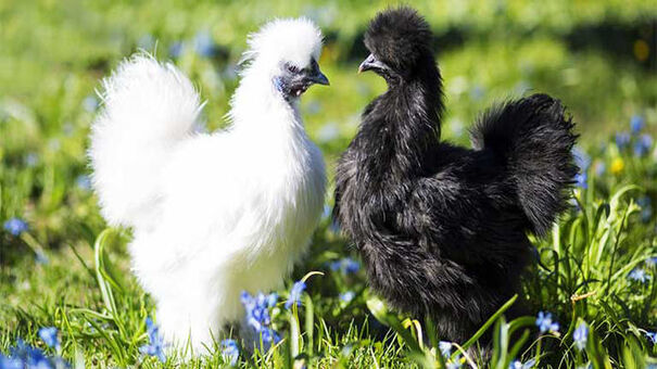 Gà lông lụa từ lâu đã được coi là một giống gà yêu thích của những anh em đam mê gà cảnh