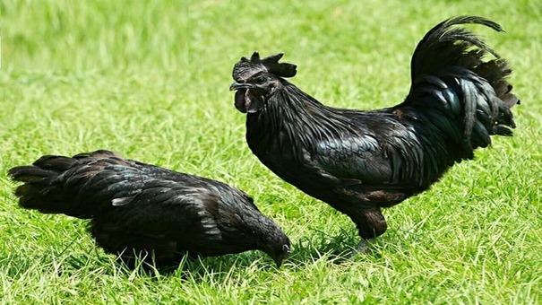 Gà H'Mông hay còn gọi là gà Mông, gà Mông đen hay gà Mèo hay gà xương đen là một giống gà nội địa của Việt Nam có nguồn gốc ở miền núi phía Bắc, được dân tộc H'Mông nuôi thả quảng canh, chúng nuôi giữ giống gốc là một trong những giống gà đặc sản. 
