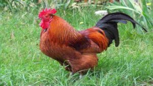 Gà Rhode đỏ có gì đặc biệt? Giống gà Rốt đỏ có thể hướng theo sản xuất trứng hoặc thịt. Đây là một giống gà thuần chủng đến từ vùng đất Rhode Island. Nếu bà con đang băn khoăn muốn nuôi giống gà này mà không biết năng suất của chúng như thế nào thì có thể tham khảo bài viết của PQ88. 