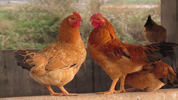 Gà rốt ri là giống gà gì? Hiện nay có khá nhiều giống gà chuyên dùng để sản xuất trứng hay nuôi lấy thịt. Gà ri là một giống gà nội địa được đánh giá cao về chất lượng thịt. Từ đó người ta cho ra nhiều giống gà ri lai nhằm nâng cao năng suất và tạo ra dòng con lai có sức sống cao hơn. Trong đó có dòng gà Rốt ri nổi tiếng. Vậy giống gà này có những ưu điểm gì? Gà rốt ri tính trạng nổi bật là gì? Hãy cùng tìm hiểu với PQ88 qua bài viết dưới đây. 
